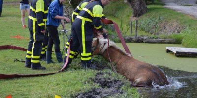 Brandweer redt paard uit de sloot Katwijkerlaan Pijnacker - Nieuws op Beeld