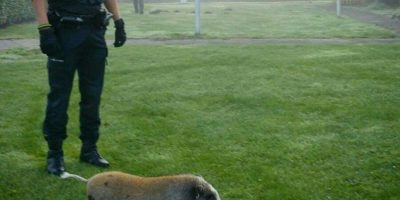 Politie rukt uit voor “varkentje” Banda Neira Capelle aan den IJssel - Nieuws op Beeld