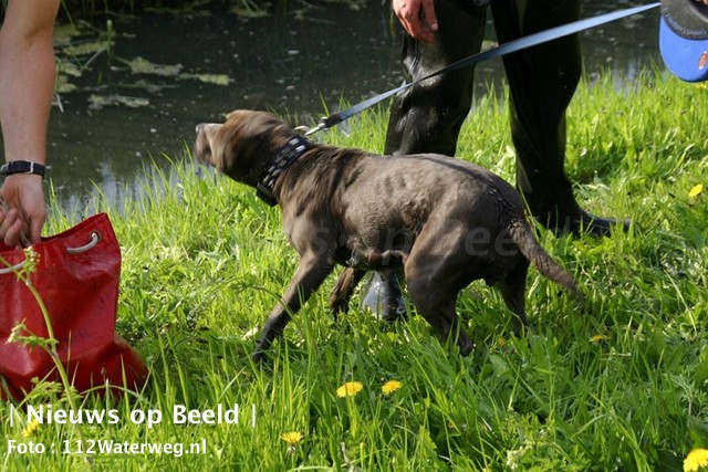 06-05-13-hond-tewater-vlaardingen-3