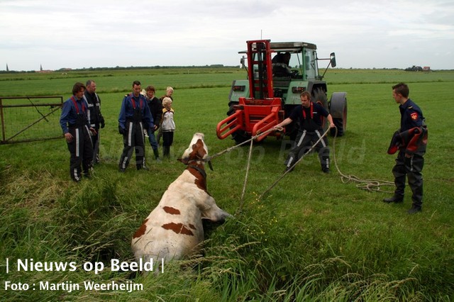 22-06-13-broekpolder-koe-water-6