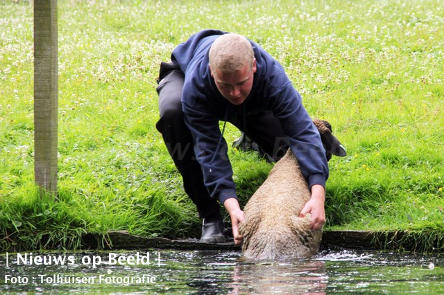 02-07-13-amsterdamlaan-vlaardingen-schaap-in-sloot-4