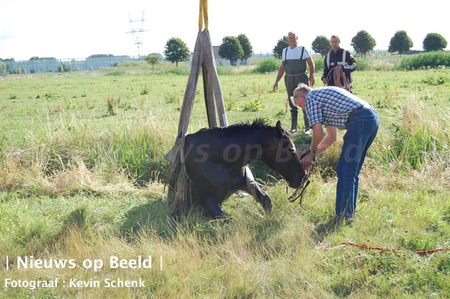 06-08-13-paard-te-water-rhoon-09