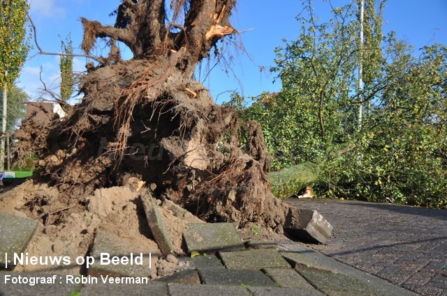 Wind trekt boom met wortel en al uit grond Melissantstraat Rotterdam