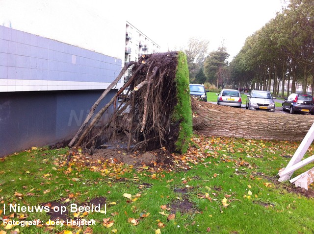 Boom met wortel en al uit grond getrokken door wind Prins Alexanderlaan Rotterdam