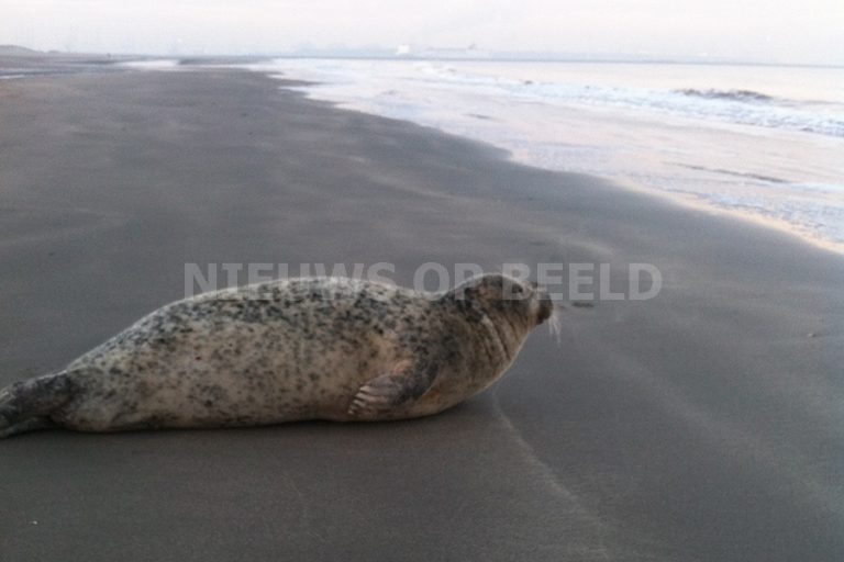 Mannen bekeurd voor bekogelen zeehonden Brouwersdam Goeree-Overflakkee