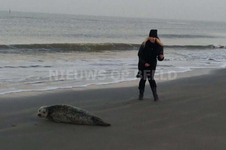 Zeehond strand Hoek van Holland weer terug in zee