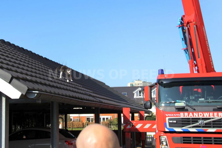 Kat heeft geen behoefte aan “helpende hand” van brandweerlieden Kalixfors Schiedam