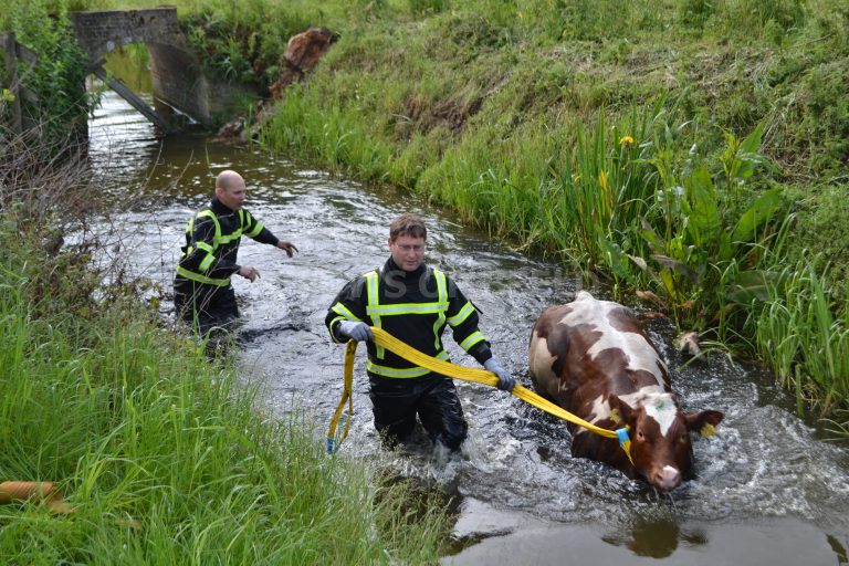 Brandweer helpt koe uit moeilijkheden Ritselaarsdijk Westmaas