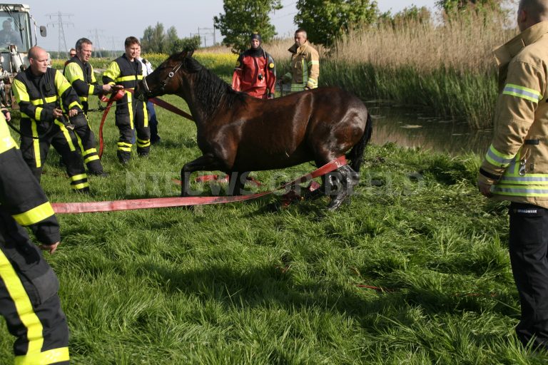 Brandweer heeft handen vol aan te water geraakt paard Groeneweg Schiedam