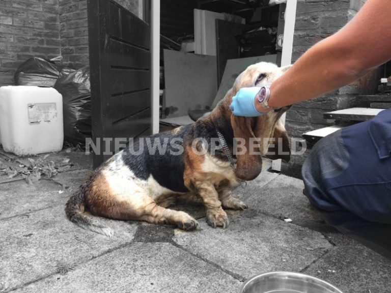 Zwaar verwaarloosde hond overleden aan verwondingen in Krimpen aan den IJssel