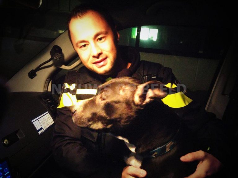 Vier mannen doodsbang op vrachtwagen geklommen voor hondje Innsbruckweg Rotterdam