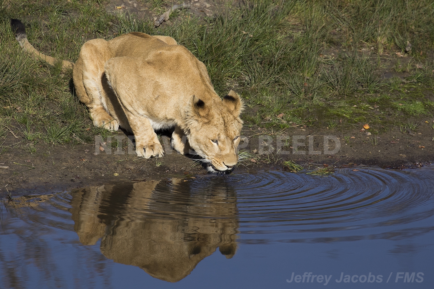 IMG_3983-leeuw-02copy
