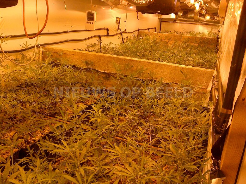 Wiet hennep illegaal drug