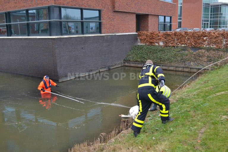 Gewonde zwaan blijkt niet gewond Langeweg Oud-Beijerland