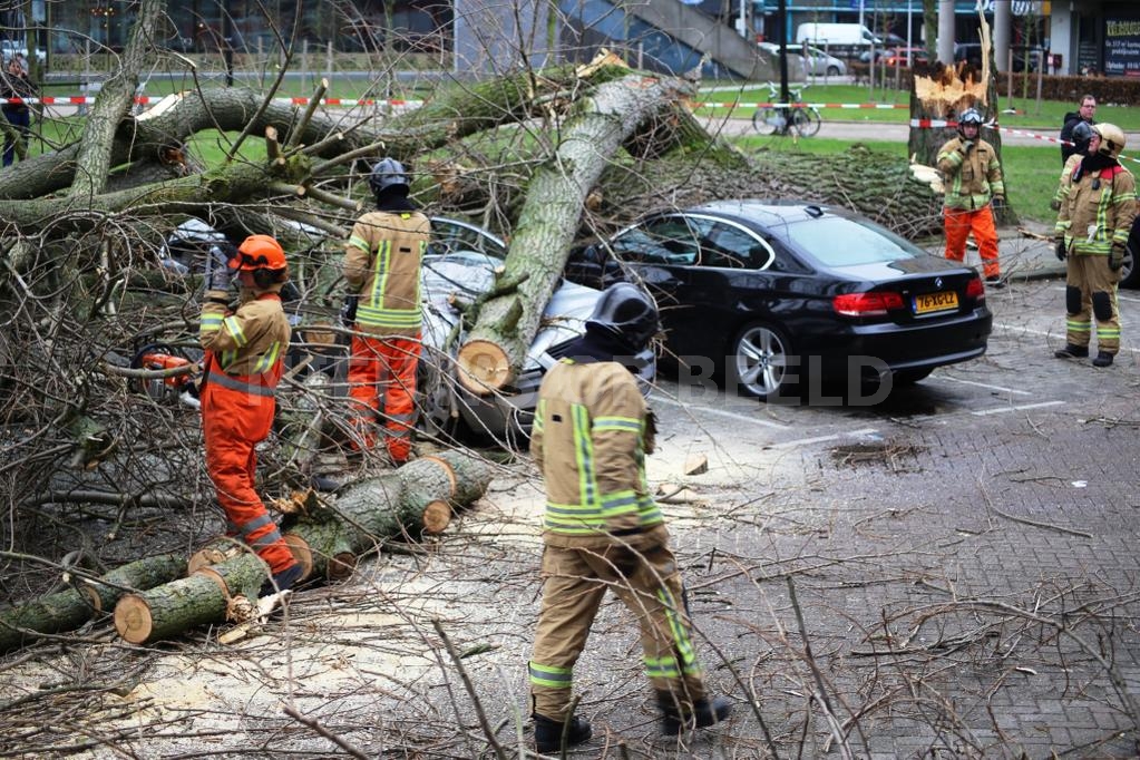 boom wevershoekstraat