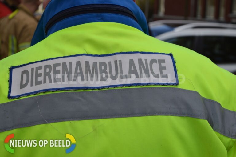 Man zwaargewond, vrouw lichtgewond na aanval door Pitbulls Rhijnauwensingel Rotterdam