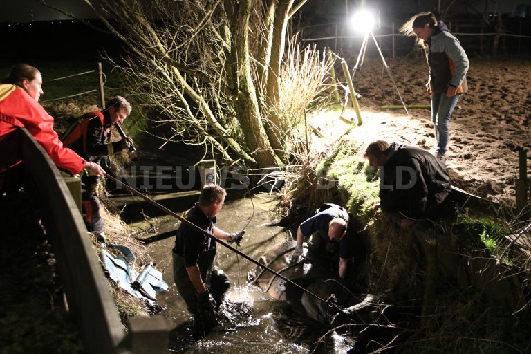 Ontstnapt paard raakt te water Boekhorsterweg Oude Ade