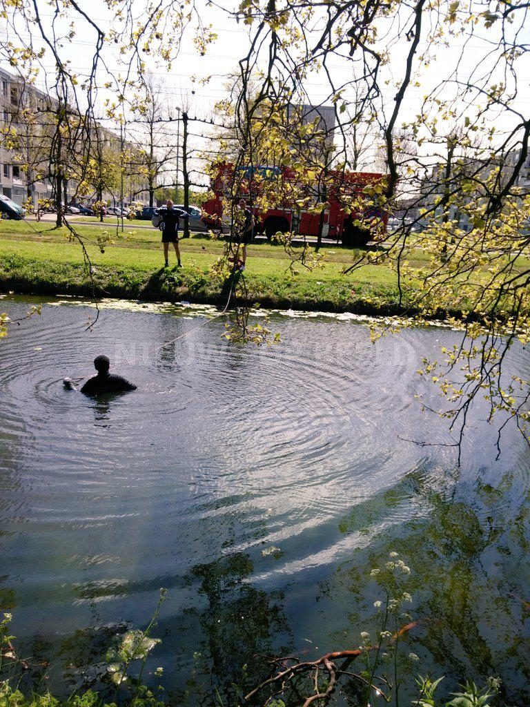 Man springt water in uit angst voor honden Burgemeester van Haarenlaan Schiedam