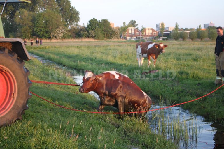 Brandweer en boer met trekker halen koe uit de sloot Woudweg Vlaardingen