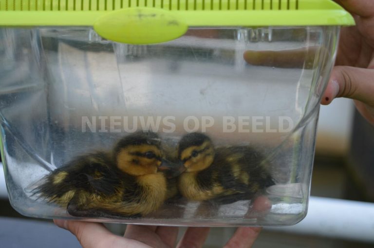 Moedereend met kuikentjes gered uit water Burger King Alexandrium Watermanweg Rotterdam
