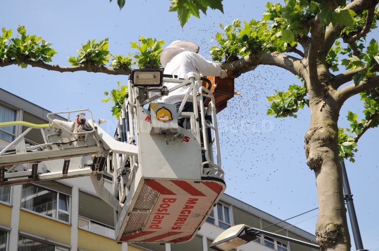 Imkers en brandweer verwijderen bijennest Karel Doormanstraat Rotterdam