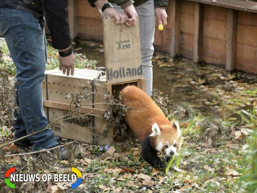 wpid-pandalos-in-nieuw-verblijf-930×699.jpg