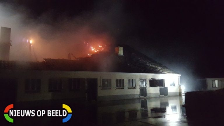 Grote uitslaande brand in paardenschuur, paarden ongedeerd Plaatweg Stellendam