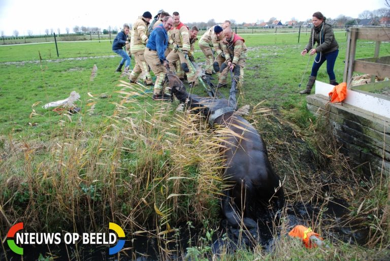 Paard belandt in sloot – Oudenhoorn