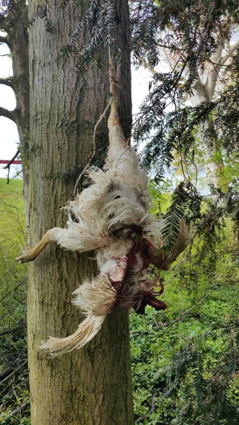 Onthoofde hanen en duiven aangetroffen Fazantplein Zwijndrecht