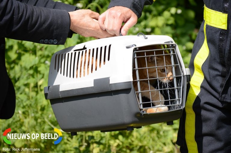 Brandweer redt kat uit de boom Fellinistrook Zoetermeer