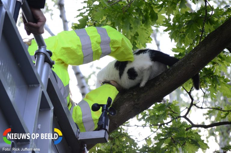 Brandweer haalt kat uit een boom Vreebos Zoetermeer