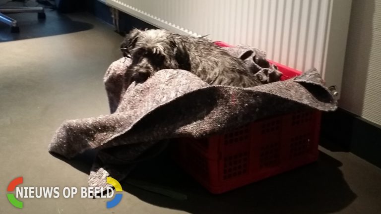 Hond en baasje herenigd Bergschenhoek
