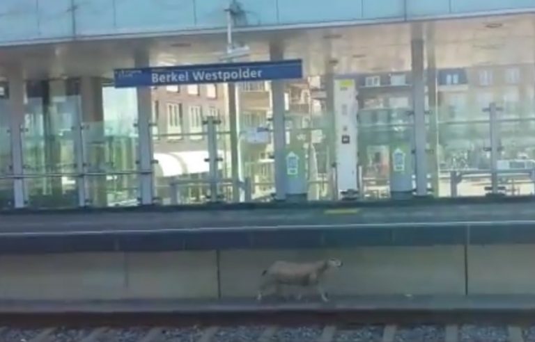 Agenten rennen achter schaap aan station Westpolder Berkel en Rodenrijs
