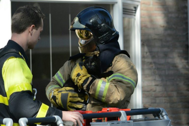 Brandweer haalt kat uit boom Grote Beer Bleiswijk