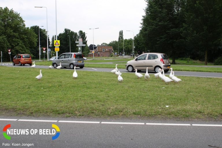 Overstekende ganzenfamilie hindert verkeer Haagweg / Stevenshofdreef Leiden