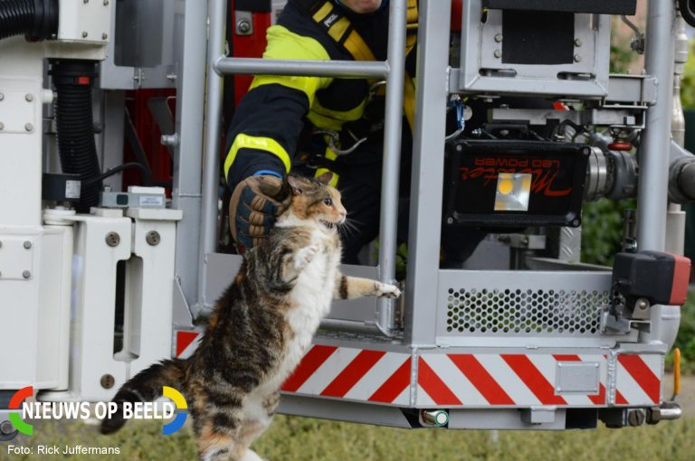 Kat uit boom gered Zoetermeer Zoetermeer