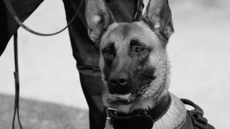 Diensthond Basco Politie Rotterdam overleden door ziekte