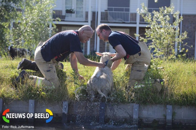 Schaap zoekt verkoeling en wordt gered Noordeindseweg Berkel en rodenrijs