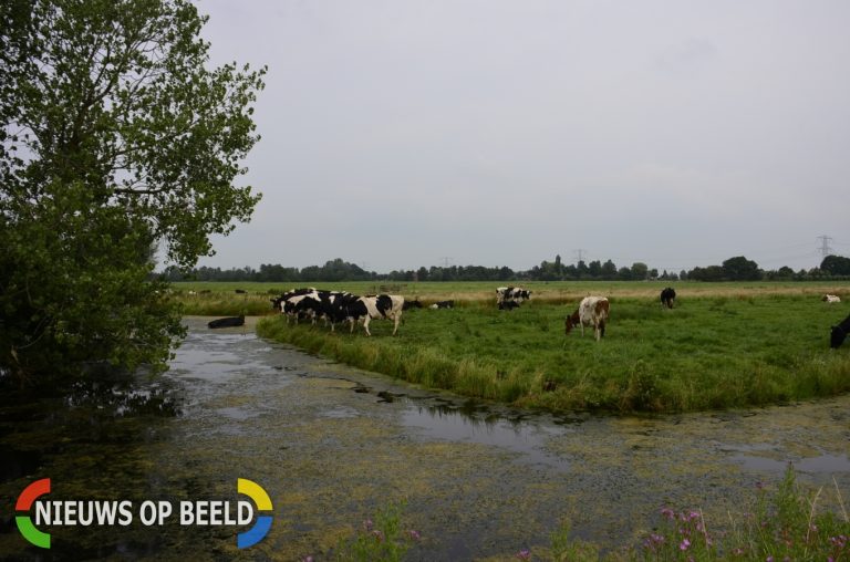 Koe met veel mankracht uit een sloot gehaald Wellepoort Berkenwoude