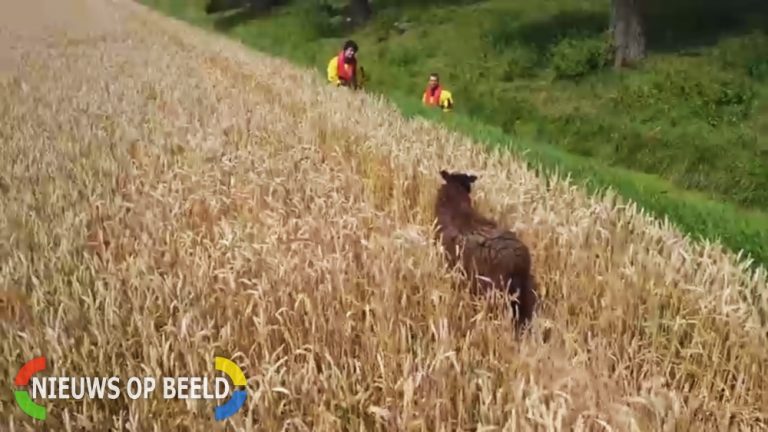 Ferry Krauweel helpt brandweer schaap vangen met Drone in Strijen (video)