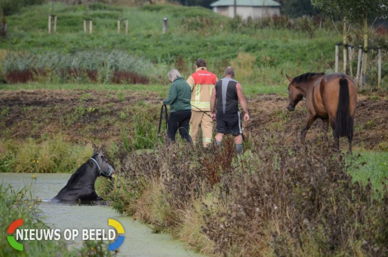 Paard in de sloot Noordersingel Berkel en Rodenrijs