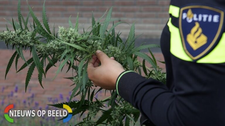 Politie ontdekt wietplantage na anonieme tip in Rotterdam Oosterflank