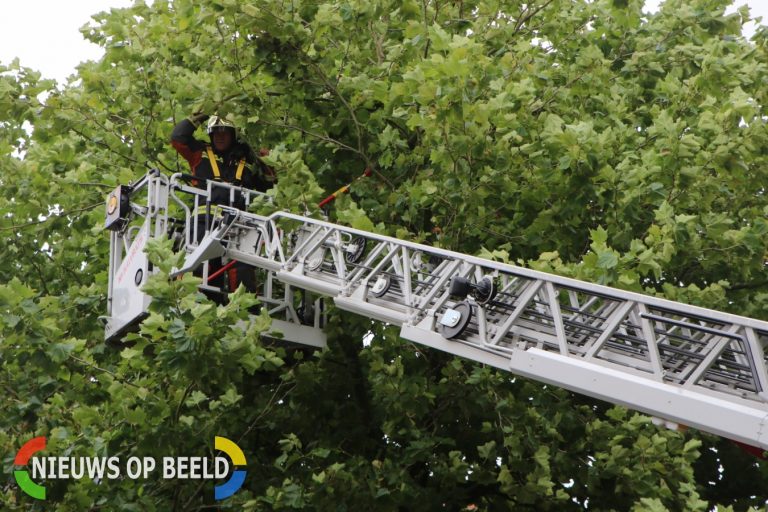 Brandweer verwijderd loshangende takken Pieterskerkhof Leiden