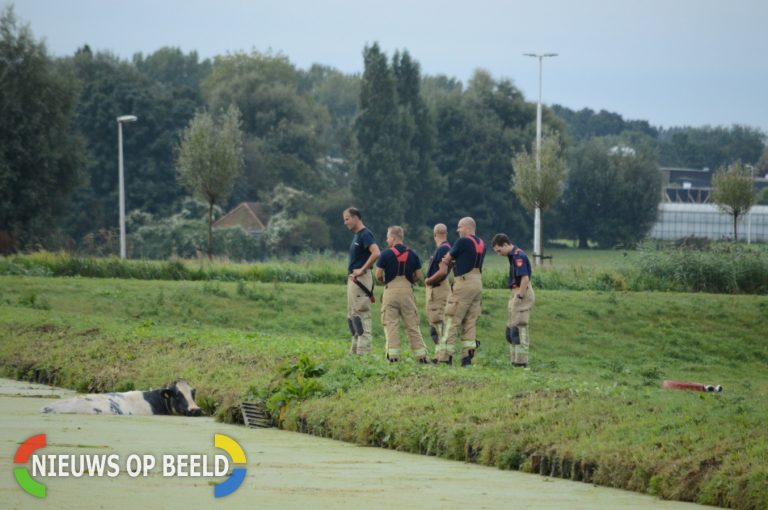 Koe kiest het ruime sop Boezemweg Berkel en Rodenrijs