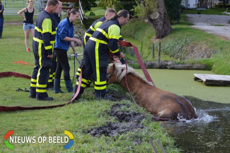 Brandweer redt paard uit de sloot Katwijkerlaan Pijnacker