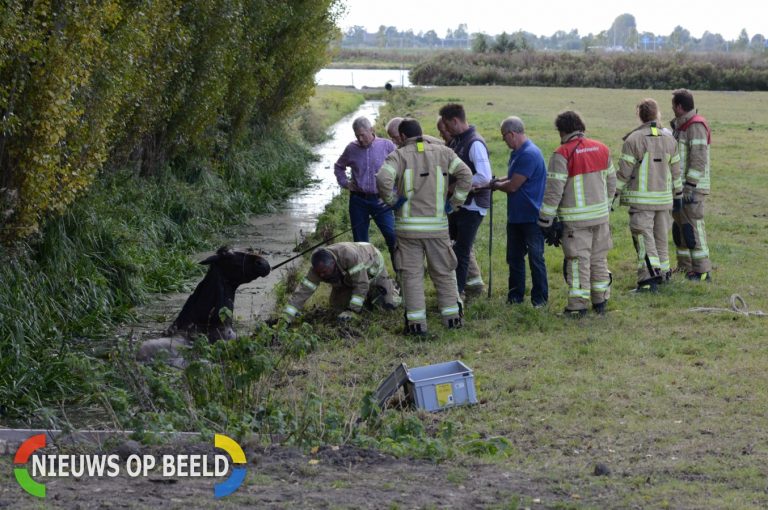 Brandweer red paard uit de sloot Kleihoogt Berkel en Rodenrijs