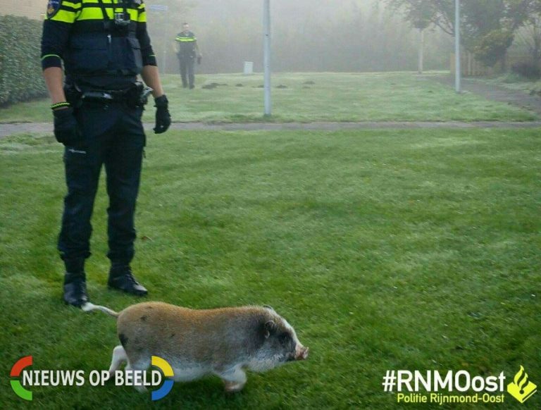 Politie rukt uit voor “varkentje” Banda Neira Capelle aan den IJssel
