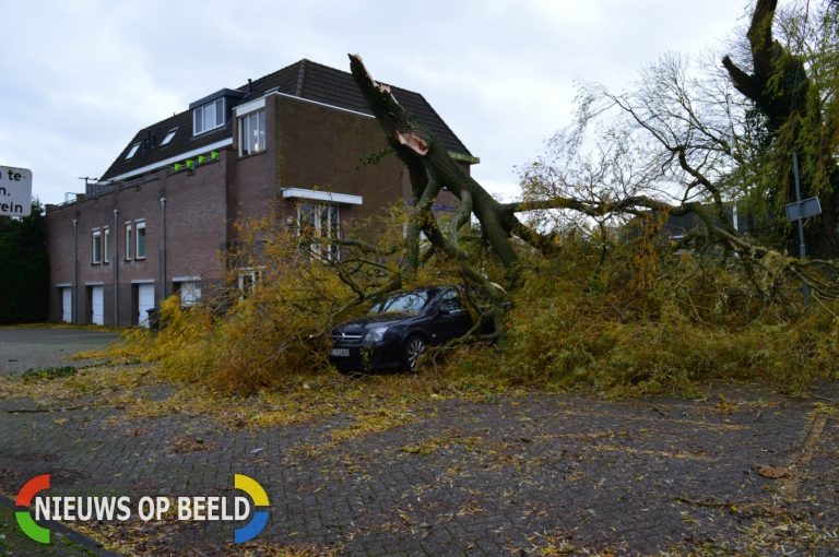 Monumentale boom waait op auto Poelmanstraat Hellevoetsluis