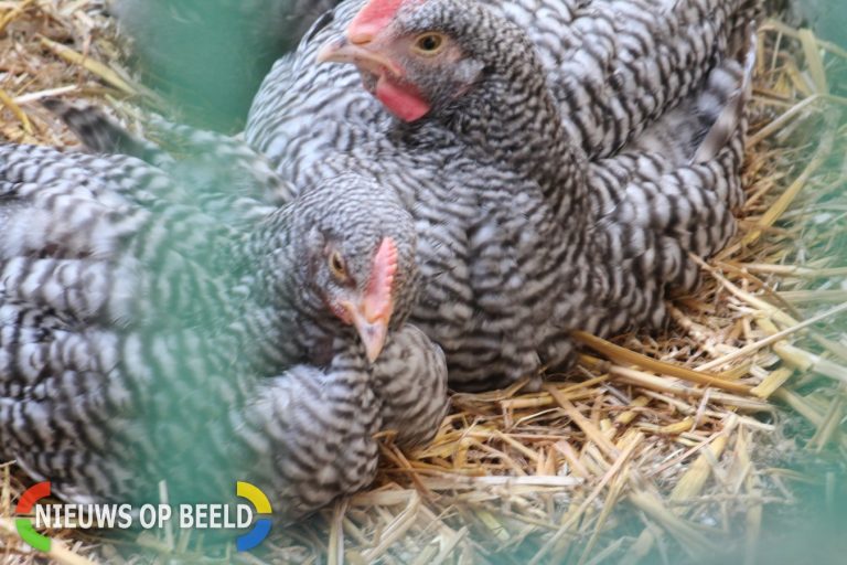 Vogelgriep in Plaswijckpark Rotterdam kinderboerderijen uit voorzorg dicht