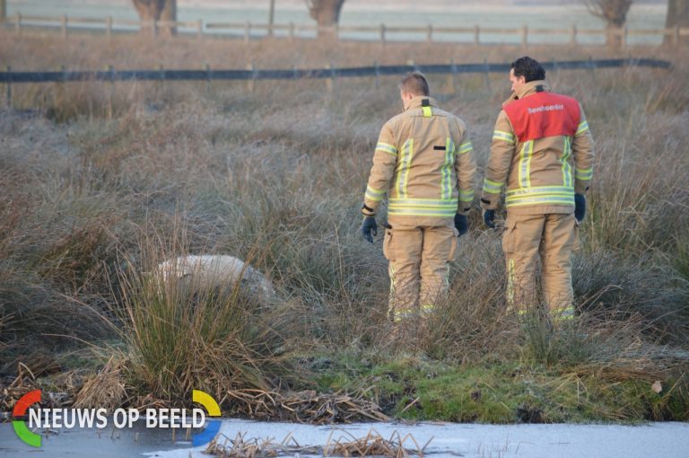 Brandweer red schaap uit het water Bergschenhoekseweg Bergschenhoek